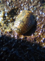 Exosphaeroma planulum