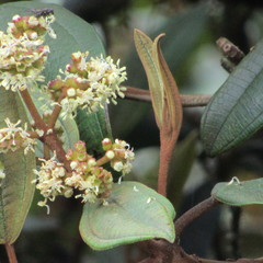 Miconia cataractae