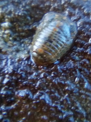 Exosphaeroma planulum