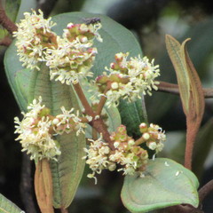 Miconia cataractae