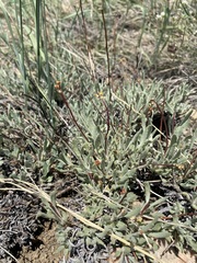 Eriogonum brevicaule brevicaule