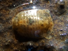 Exosphaeroma planulum