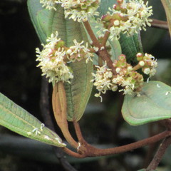 Miconia cataractae