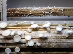 Lachnum controversum