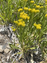 Petradoria pumila