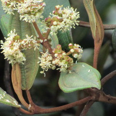 Miconia cataractae