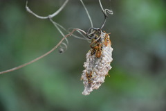 Mischocyttarus phthisicus