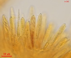 Lachnum controversum