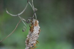 Mischocyttarus phthisicus