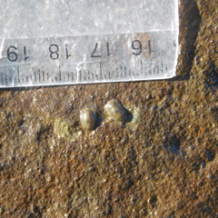 Exosphaeroma planulum