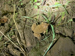 Limnonectes fujianensis