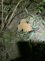 Limnonectes fujianensis