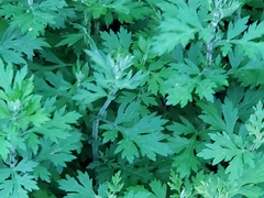 Artemisia vulgaris vulgaris