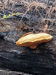 Piptoporus australiensis