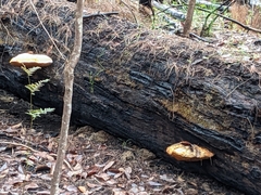 Piptoporus australiensis