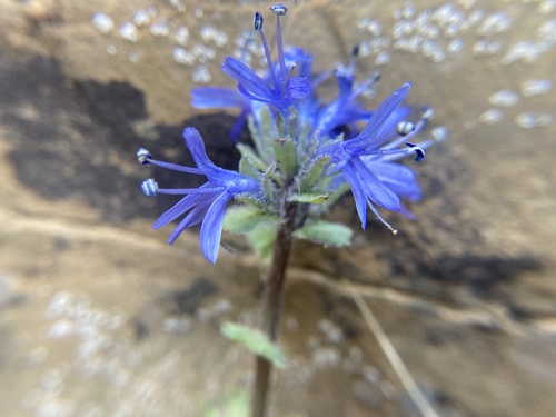 Mission Mountain kittentails (Synthyris canbyi)