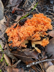 Ramaria capitata ochraceosalmonicolor