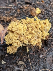 Ramaria capitata