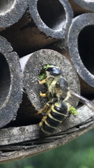 Megachile pugnata