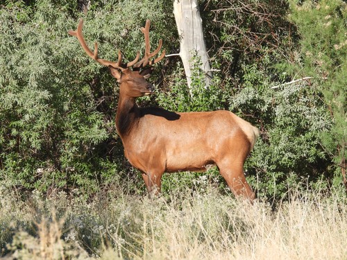 Elk photographed in Utah