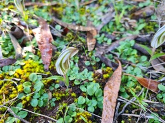 Pterostylis robusta