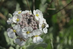 Dimorphocarpa candicans