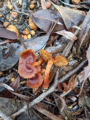 Cortinarius basirubescens