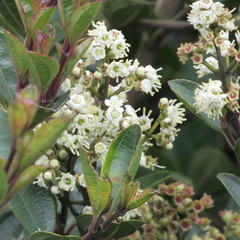 Miconia ligustrina