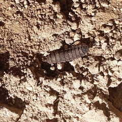 Stratiomyomorpha