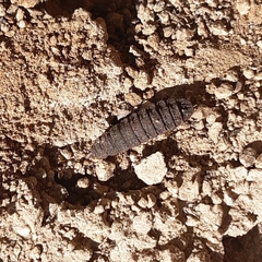 Stratiomyomorpha