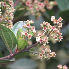 Miconia ligustrina
