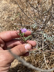 Clarkia prostrata