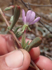Clarkia prostrata