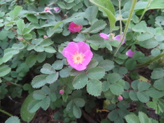 Rosa bridgesii