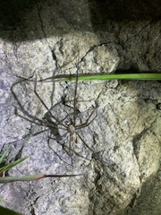 Psechrus senoculatus