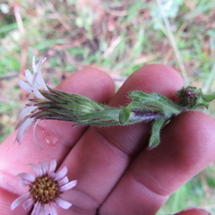 Noticastrum marginatum