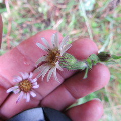 Noticastrum marginatum