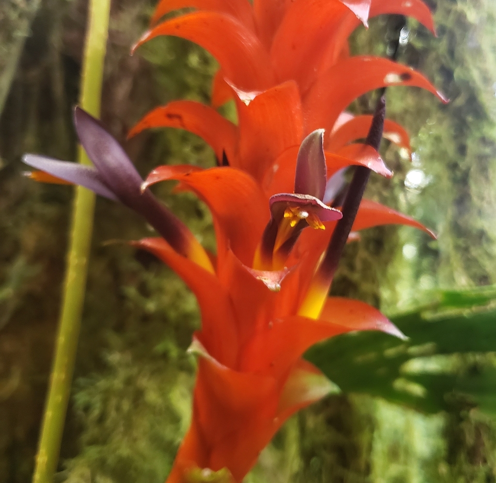 Pitcairnia nigra