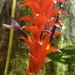 Pitcairnia nigra - Photo (c) Nelson Apolo, algunos derechos reservados (CC BY-NC), subido por Nelson Apolo