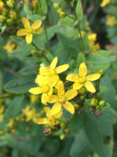 Spotted St. Johnswort (Hypericum punctatum)