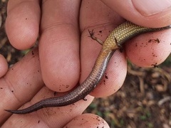Calyptotis scutirostrum