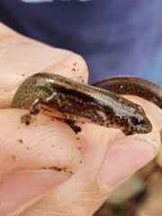 Calyptotis scutirostrum