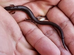 Calyptotis scutirostrum