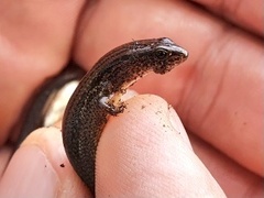 Calyptotis scutirostrum