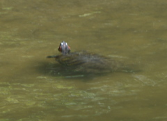 Trachemys scripta