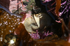 Cryptolithodes sitchensis