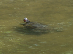 Trachemys scripta