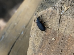 Haplandrus fulvipes