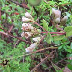 Chromolaena bullata