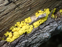 Physarum virescens
